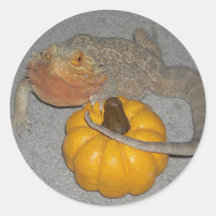 Wilson el dragón barbudo