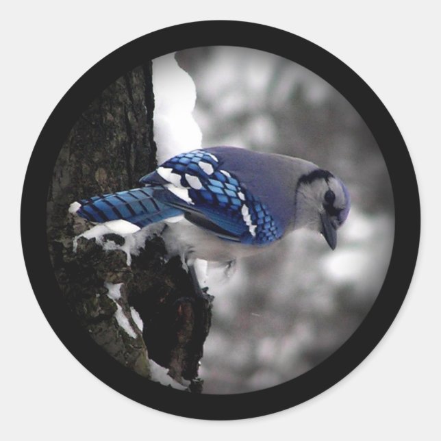 Pegatina Redonda Winter Blue Jay (Anverso)