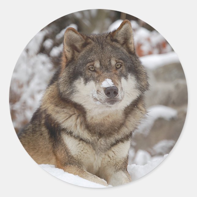 Pegatina Redonda Winter Wolf (Anverso)