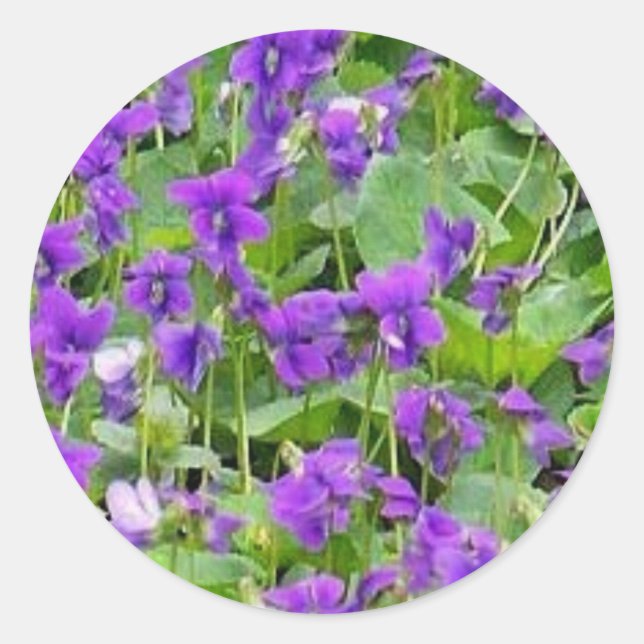 Pegatina Redonda Wisconsin Wood Violets (Anverso)