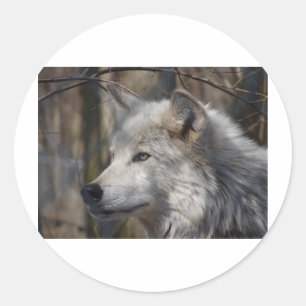 Pegatina Redonda Wolf