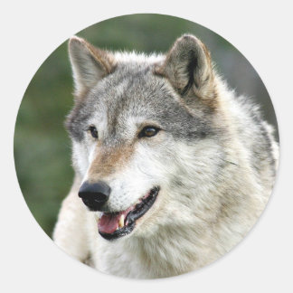 Pegatina Redonda Wolf