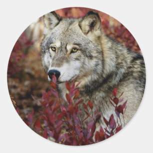Pegatina Redonda Wolf In Fall Foliage