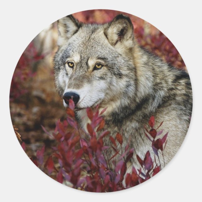 Pegatina Redonda Wolf In Fall Foliage (Anverso)
