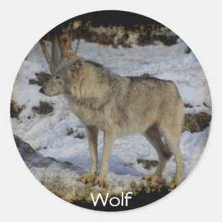 Pegatina Redonda Wolf & Snow Wolf-Lover Animal salvaje Alpha Malé
