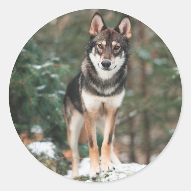 Pegatina Redonda Wolfdog (Anverso)