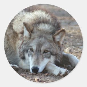 Pegatina Redonda Wolves Gray Wolf Pegatinas