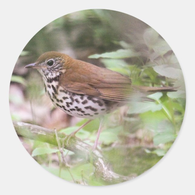 Pegatina Redonda Wood Thrush (Anverso)