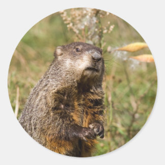 Pegatina Redonda Woodchuck