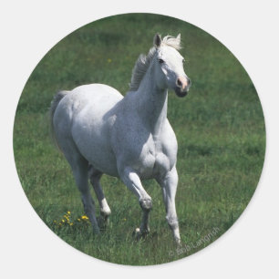 Pegatina Redonda Yegua excelente