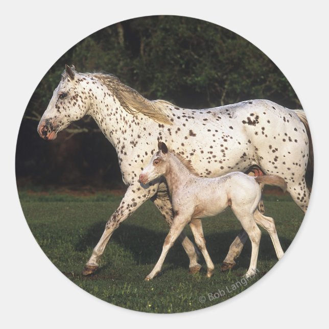 Pegatina Redonda Yegua y potro del Appaloosa en campo (Anverso)