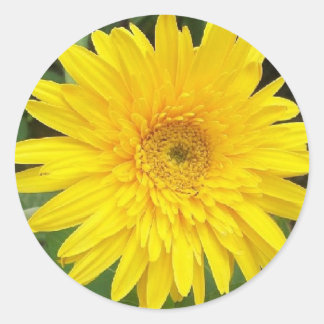 Pegatina Redonda Yellow Daisy