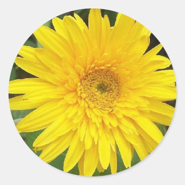 Pegatina Redonda Yellow Daisy (Anverso)