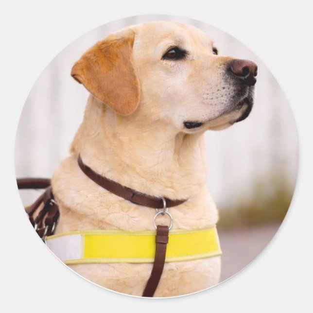 Pegatina Redonda Yellow Labrador Guide Dog Graduation Envelope Seal (Anverso)