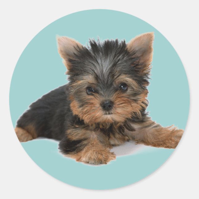 Pegatina Redonda Yorkie Pup (Anverso)
