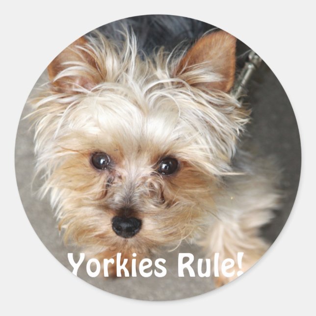 Pegatina Redonda Yorkie, Yorkies Rule! (Anverso)