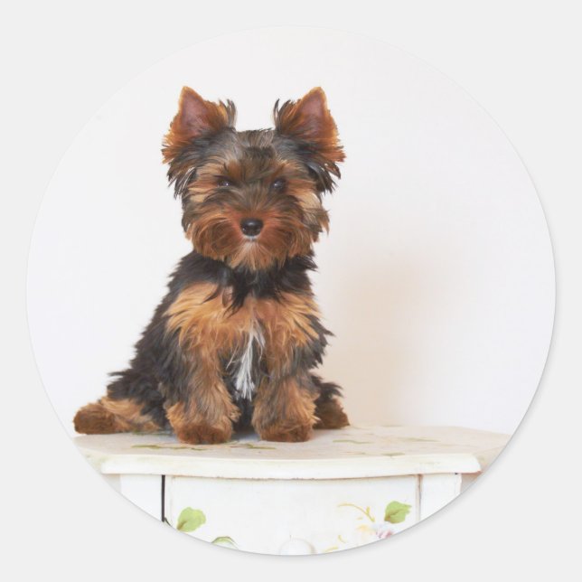 Pegatina Redonda Yorkshire Terrier (Anverso)