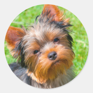 Pegatina Redonda Yorkshire Terrier mirando hacia arriba