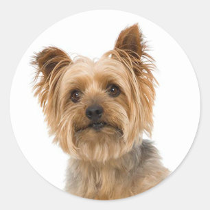 Pegatina Redonda Yorkshire Terrier Yorkie Love Puppy Dog Mom