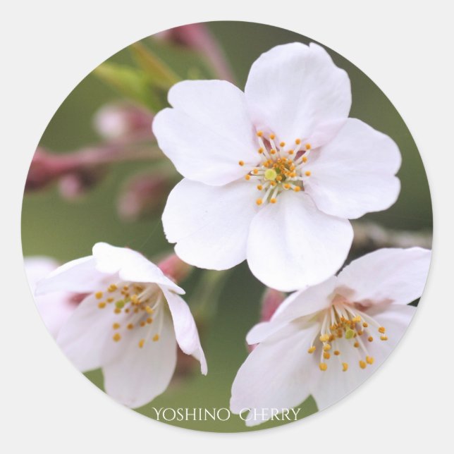 Pegatina Redonda Yoshino Cherry：Seal (Anverso)
