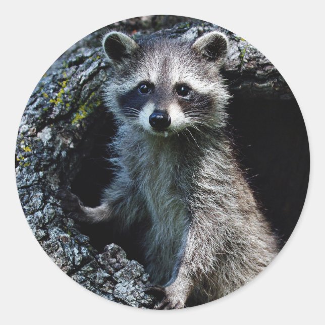 Pegatina Redonda Young Raccoon (Anverso)