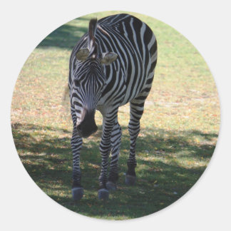 Pegatina Redonda Zebra