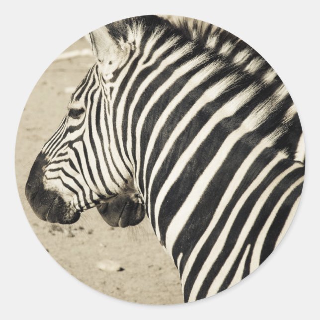 Pegatina Redonda Zebra (Anverso)