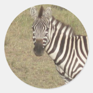 Pegatina Redonda Zebra africana