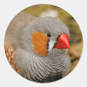 Pegatina Redonda Zebra Finch on the Rocks