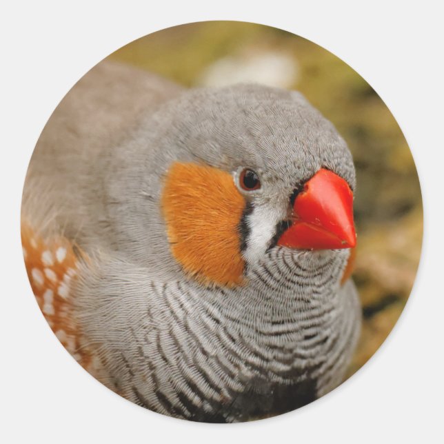 Pegatina Redonda Zebra Finch on the Rocks (Anverso)
