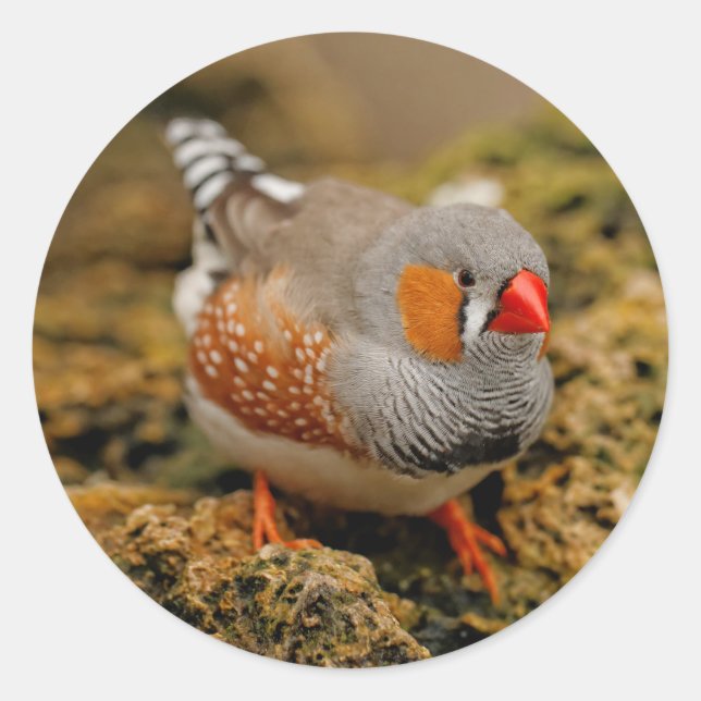 Pegatina Redonda Zebra Finch on the Rocks (Anverso)
