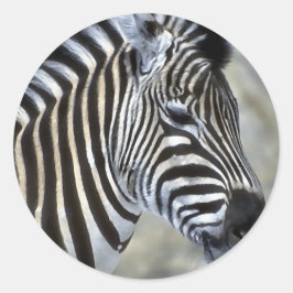 Pegatina Redonda Zebras Lovers Art