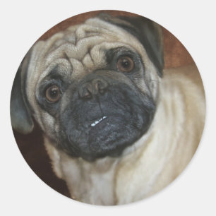 Pegatina Redonda Zena el Pug