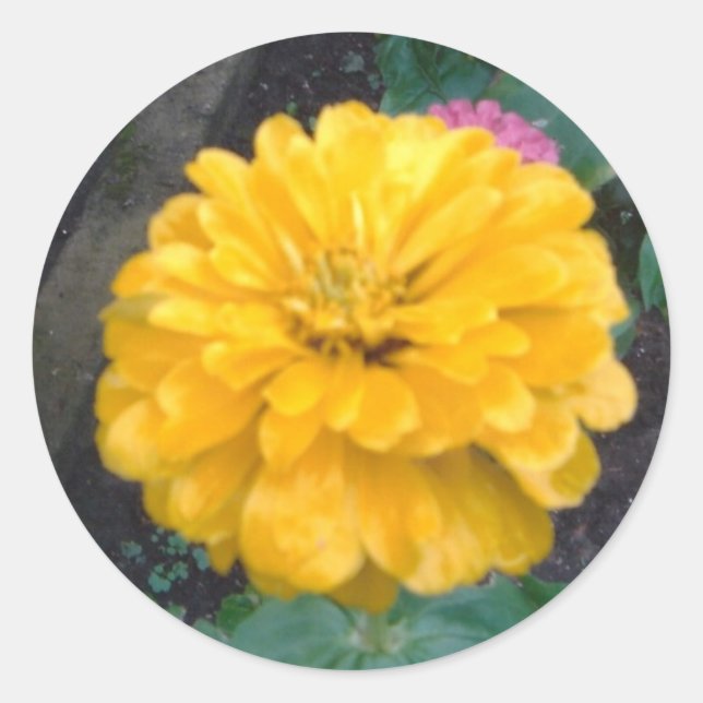 Pegatina Redonda Zinnia amarilla (Anverso)