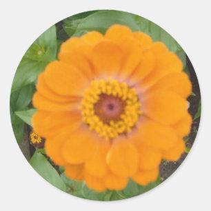 Pegatina Redonda Zinnia anaranjado