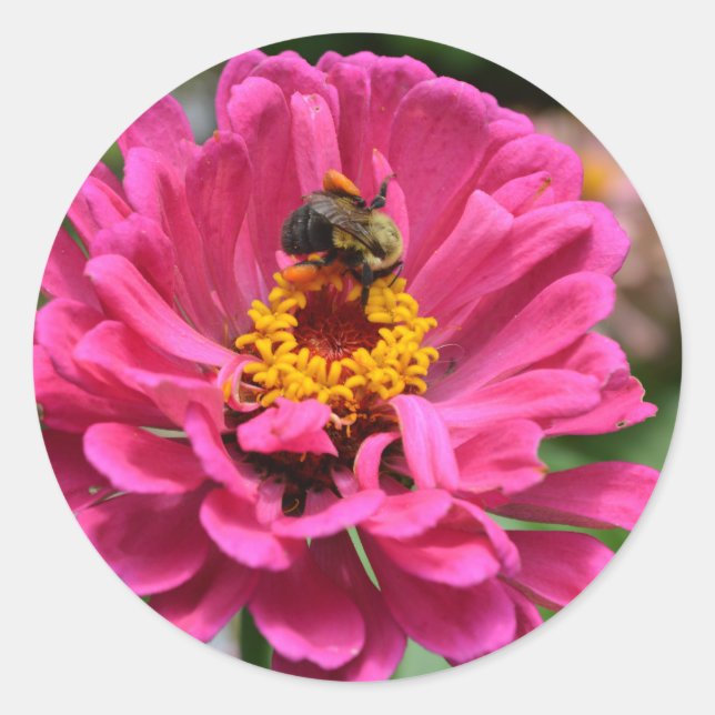 Pegatina Redonda Zinnia rosa y abeja de burbujas (Anverso)