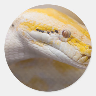 Pegatina Redonda Zoológico indio Albino Python Ho Chi Minh City, Vi
