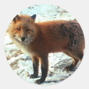 Pegatina Redonda Zorro de Vulpes_vulpes_red