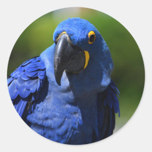 Pegatina redondo Blue Hyacinin Macaw Classic
