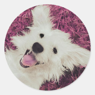 Pegatina redondo clásico del perro de rescate