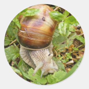 Pegatina redondo con caracol
