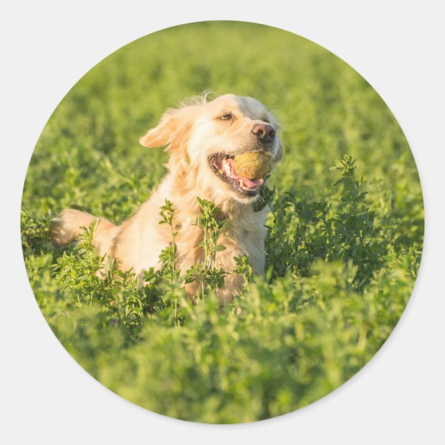 Pegatina redondo con retrato de Golden Retriever (Anverso)