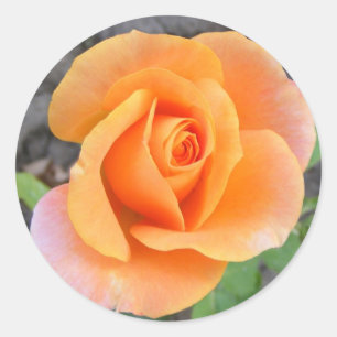 Pegatina redondo con rosa naranja