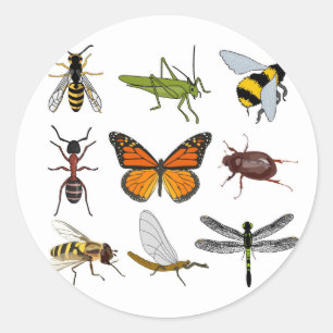 Pegatina redondo del insecto fresco