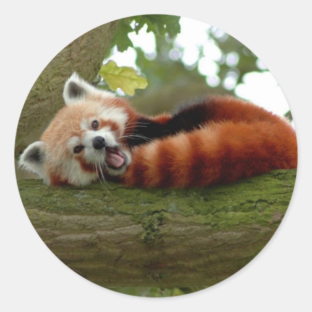 Pegatina redondo del Panda Rojo (Anverso)