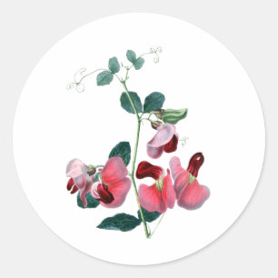Pegatina redondo Sweet Pea Classic