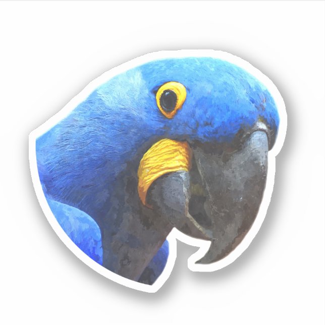 Pegatina Retrato de loro azul (Anverso)