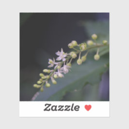 Pegatina Rivina humils