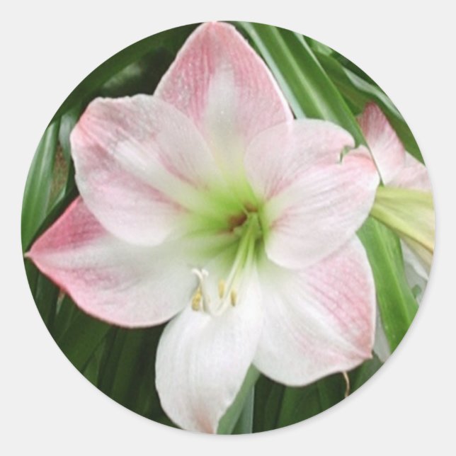 Pegatina romántico de Apple Blossom Amaryllis (Anverso)