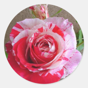 Pegatina Rosa a rayas